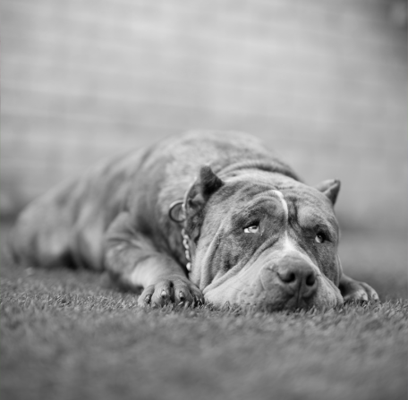XPB kennels