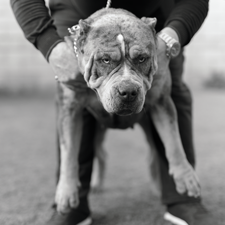 XPB kennels