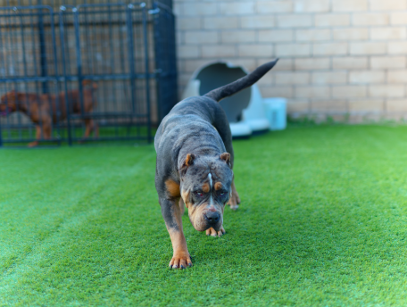 XPB kennels