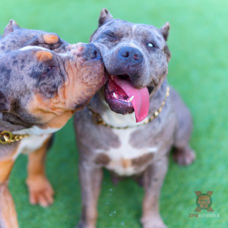 XPB kennels
