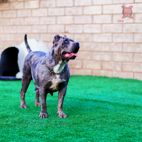 XPB kennels