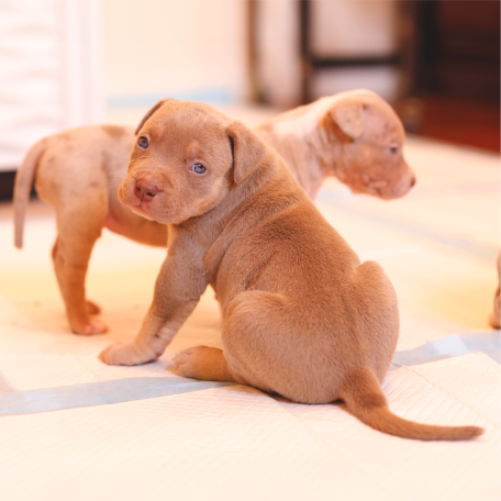Puppy