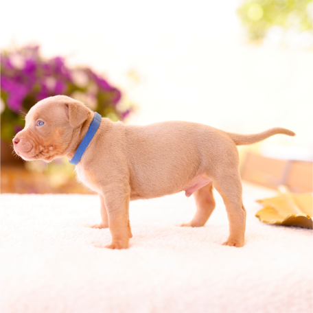 Puppy