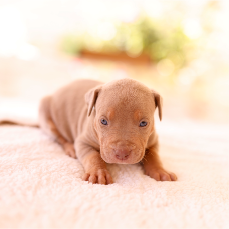 Puppy
