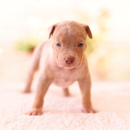 Puppy