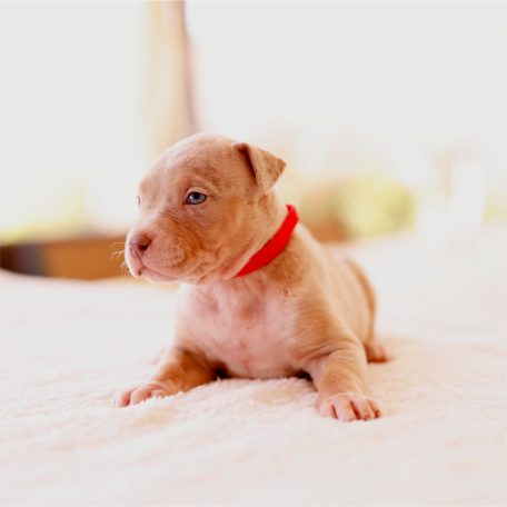 Puppy