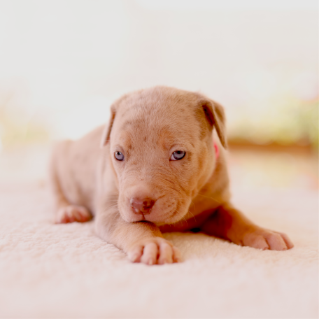 Puppy